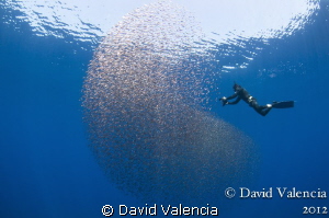 This freediver was taking video of a baitball. The bait m... by David Valencia 